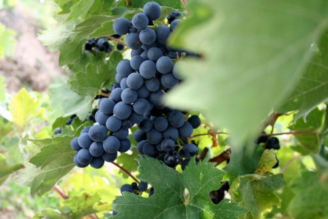 uvas